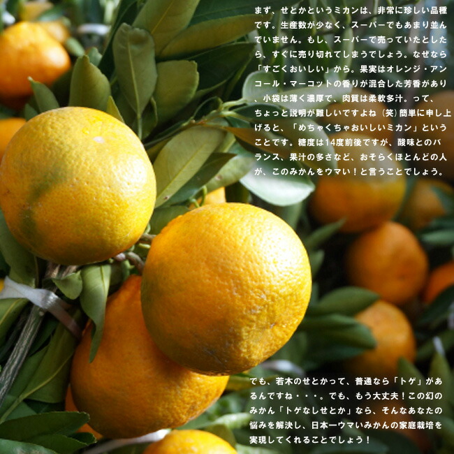 柑橘 トゲなし系せとか 3