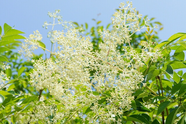 シマトネリコの白い花