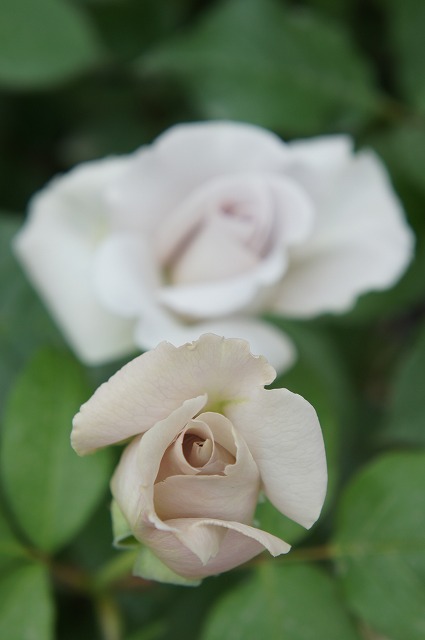 バラ ステンレススチール 2