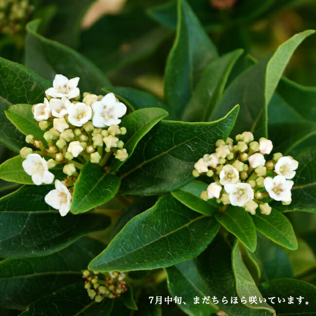 ビブルナムティヌス