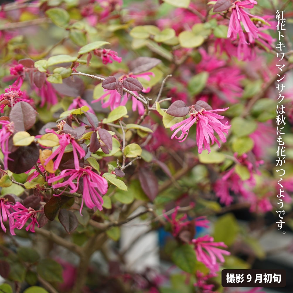 トキワマンサク 赤レンガ 2