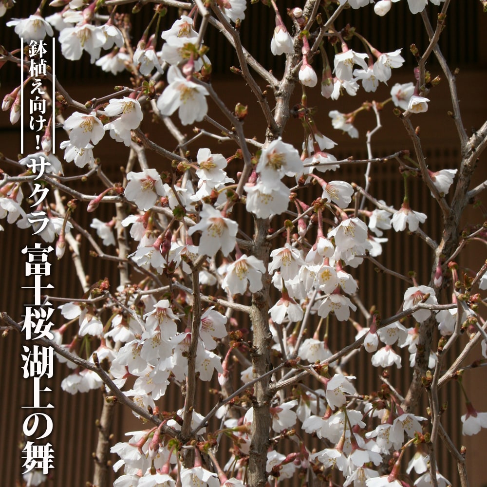 さくら 富士桜 湖上の舞 