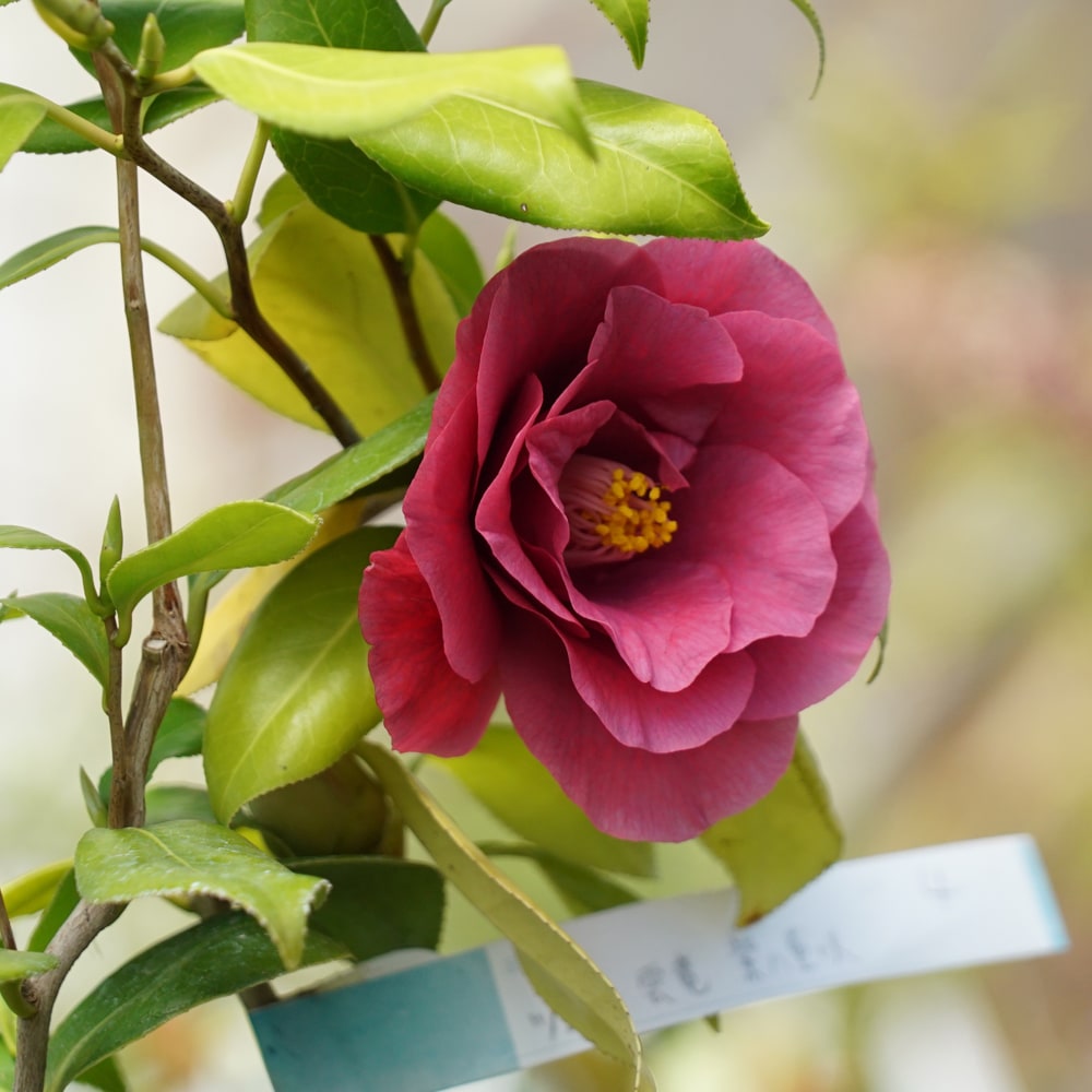 椿 雲竜 紫八重咲 1