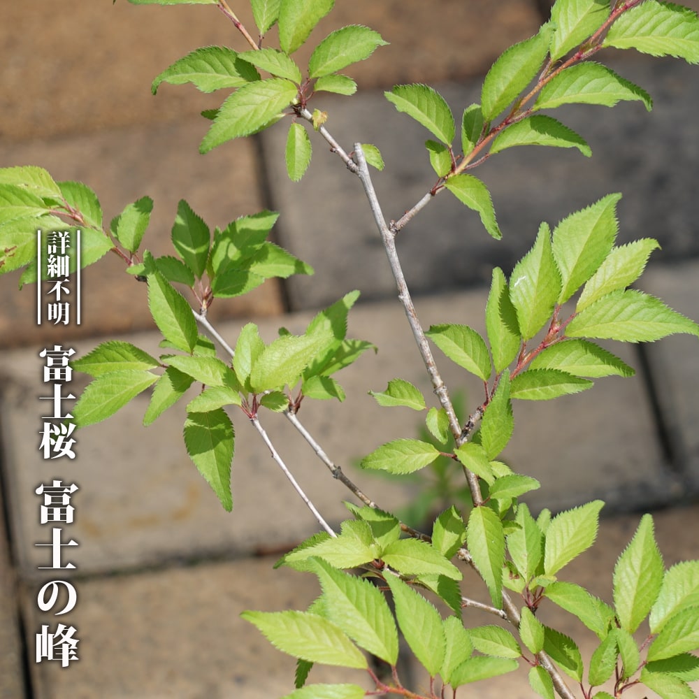 さくら 富士の峰 2