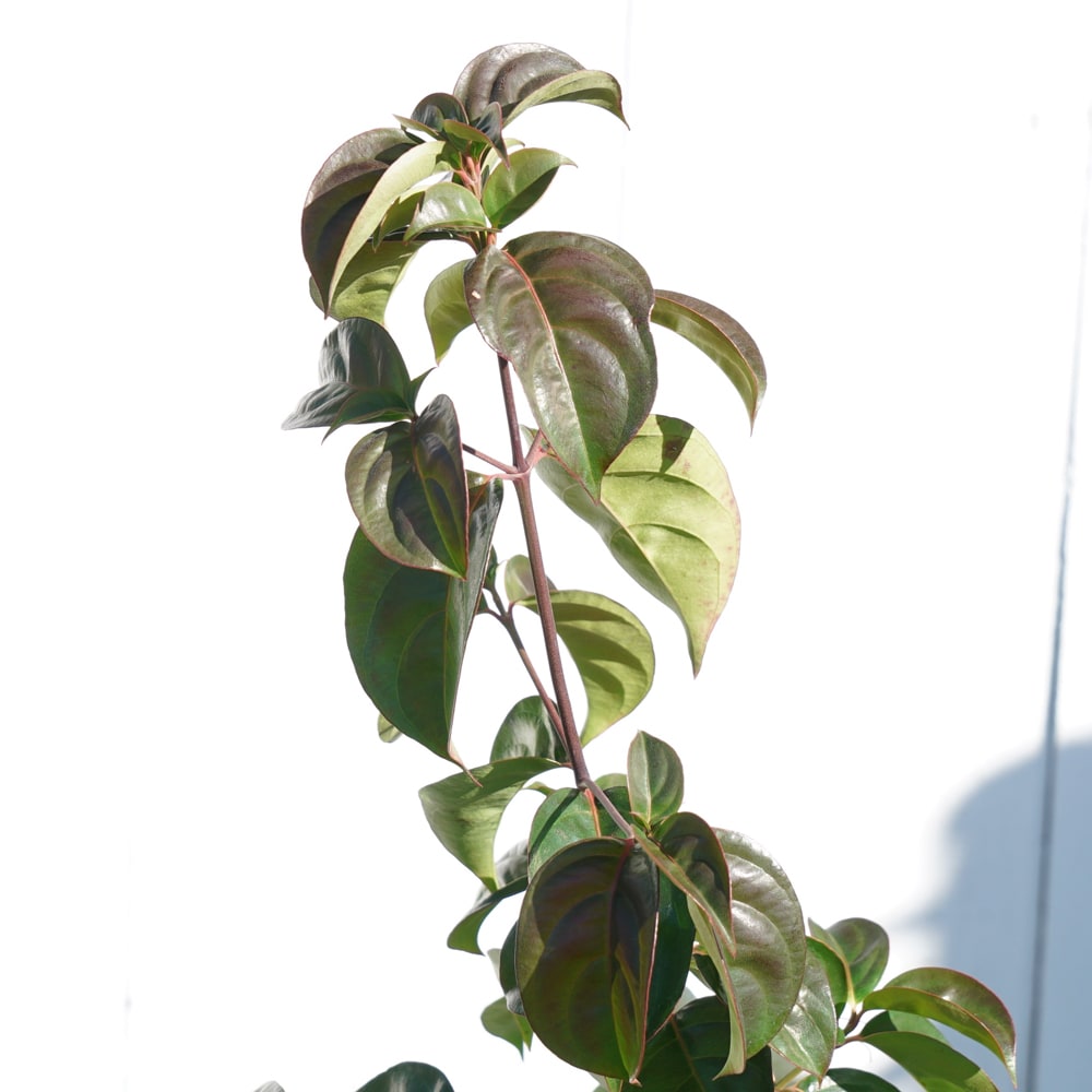 常緑ヤマボウシ ピンクアラウンドペイジ 3