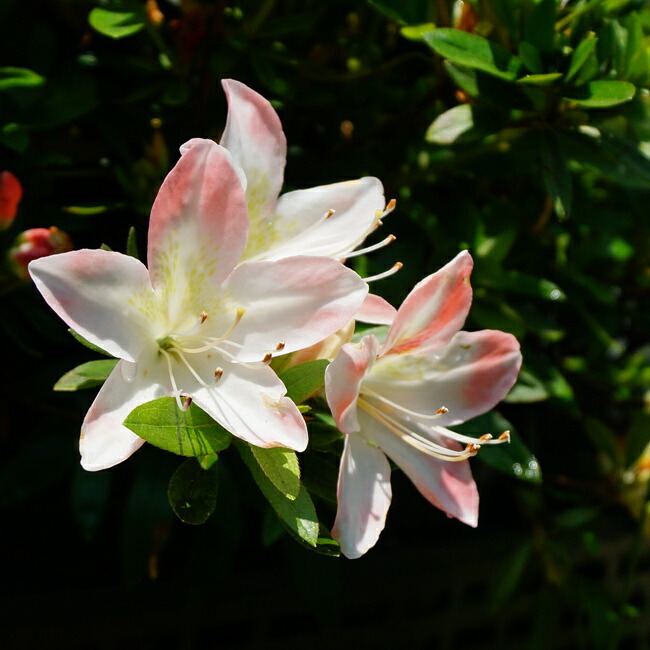 サツキ 房総の光