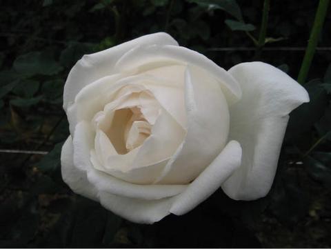 バラ つるホワイトクリスマス 1