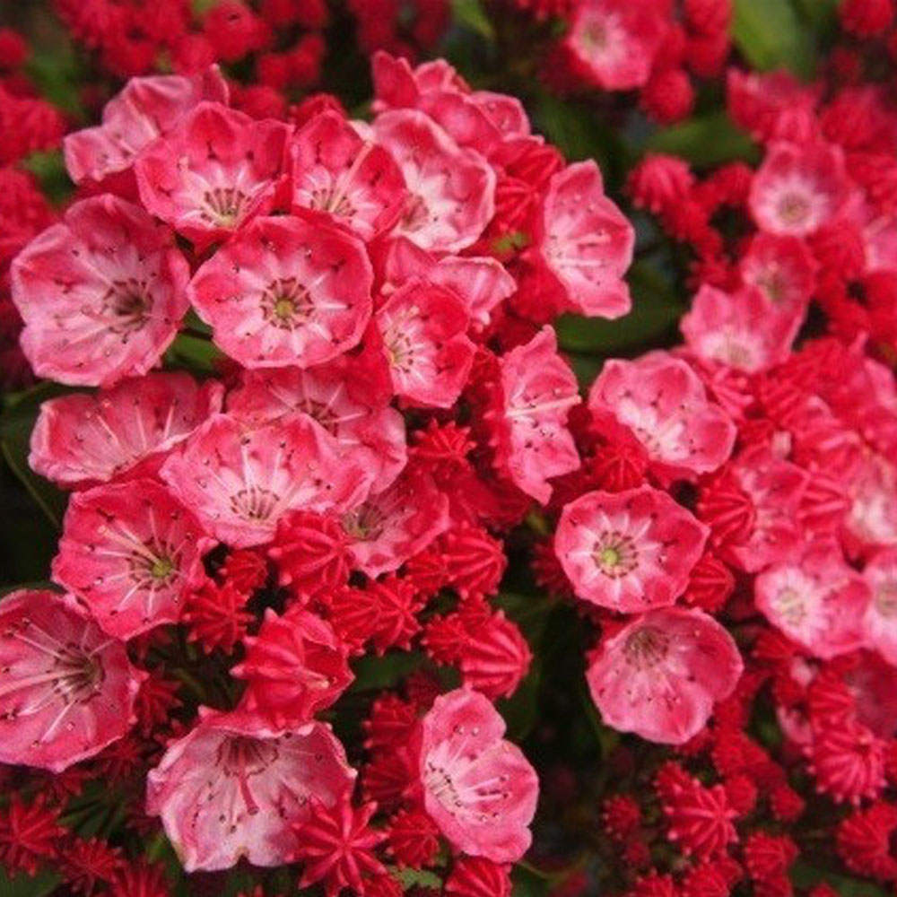 カルミア サラー 5