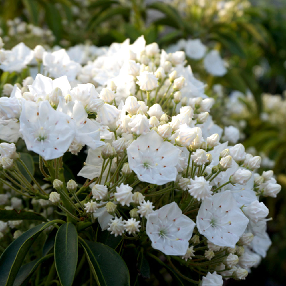 カルミア スティールウッド 5