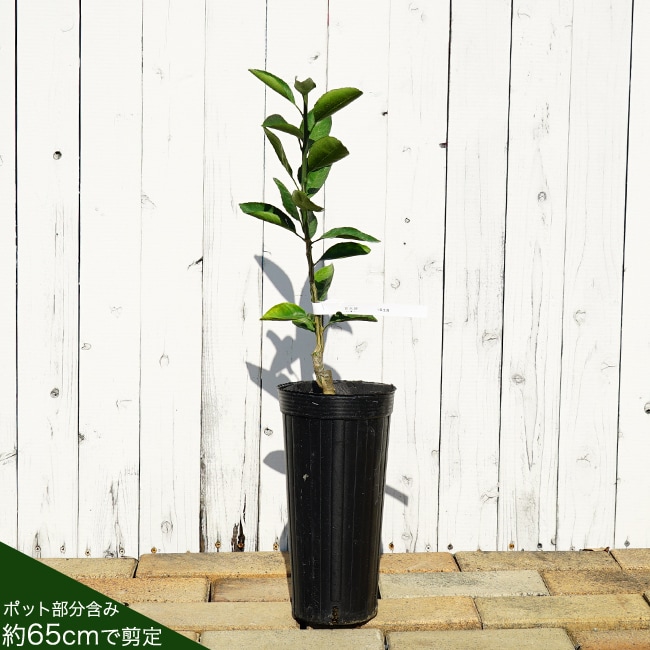 柑橘の1年生苗