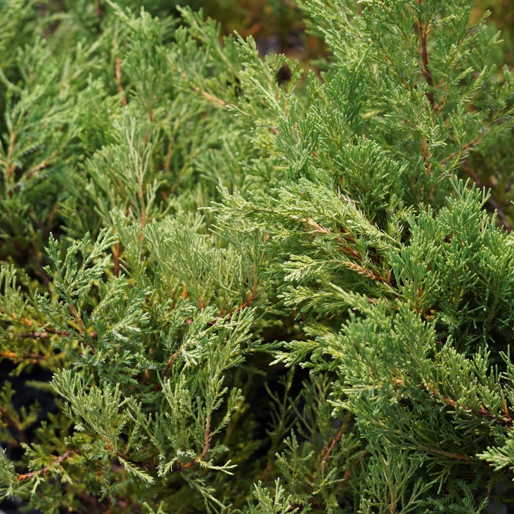 コニファー ヤングスタウン 2