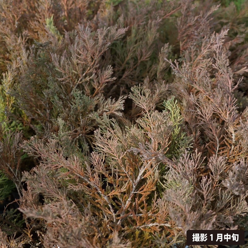 コニファー ヤングスタウン 1