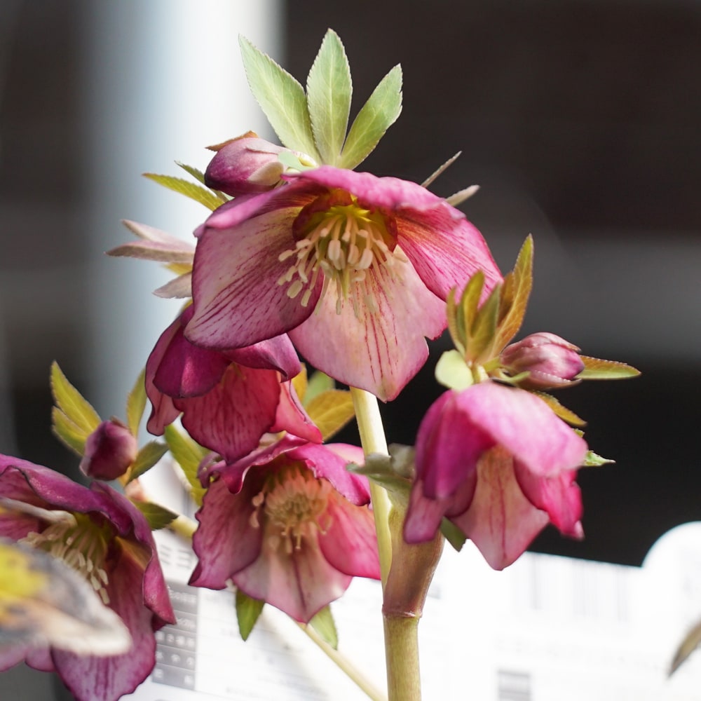 クリスマスローズ プチドール 彩 4