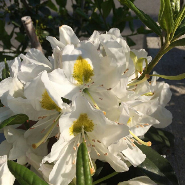 シャクナゲ マダムマッソン 2