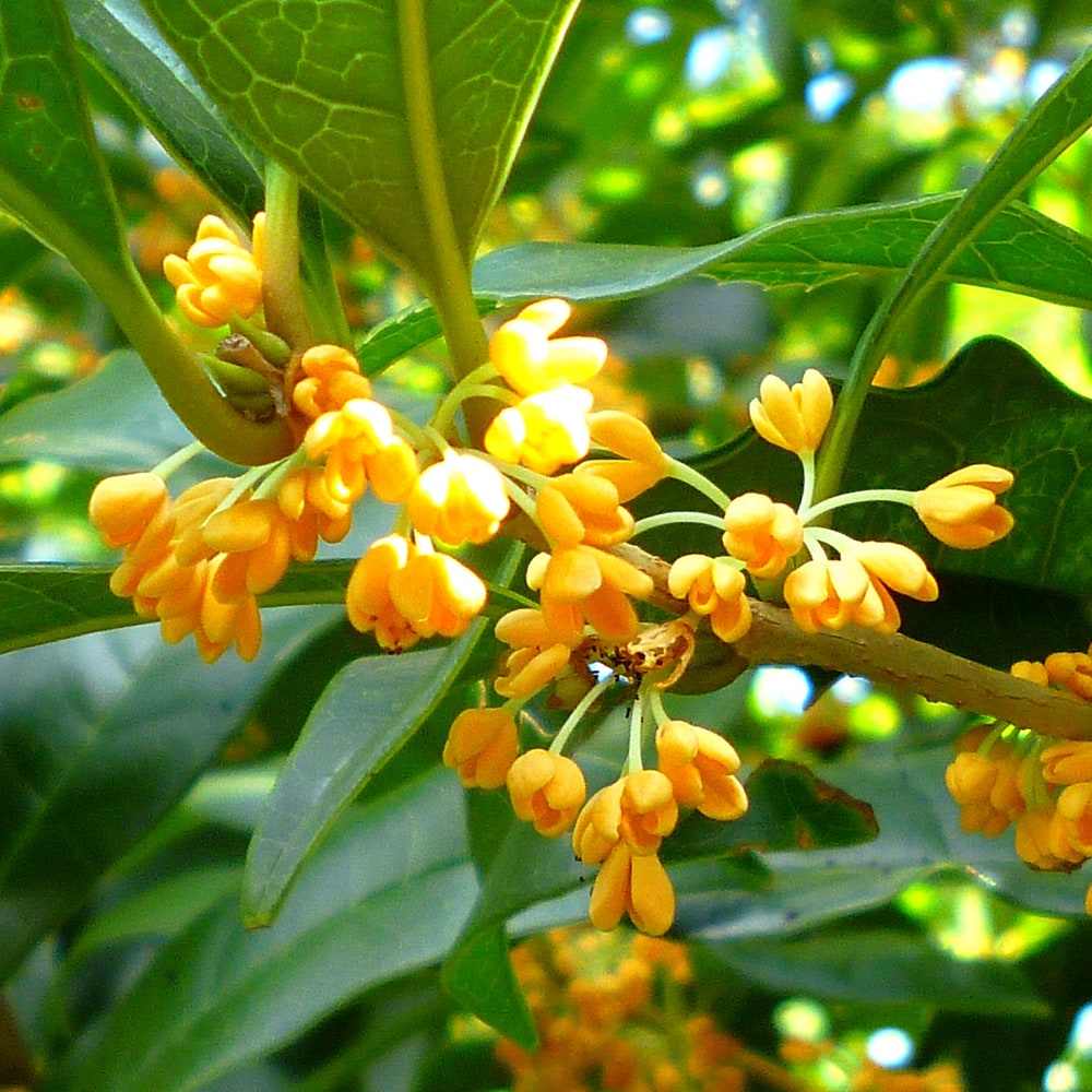 キンモクセイ キンモクセイ 1