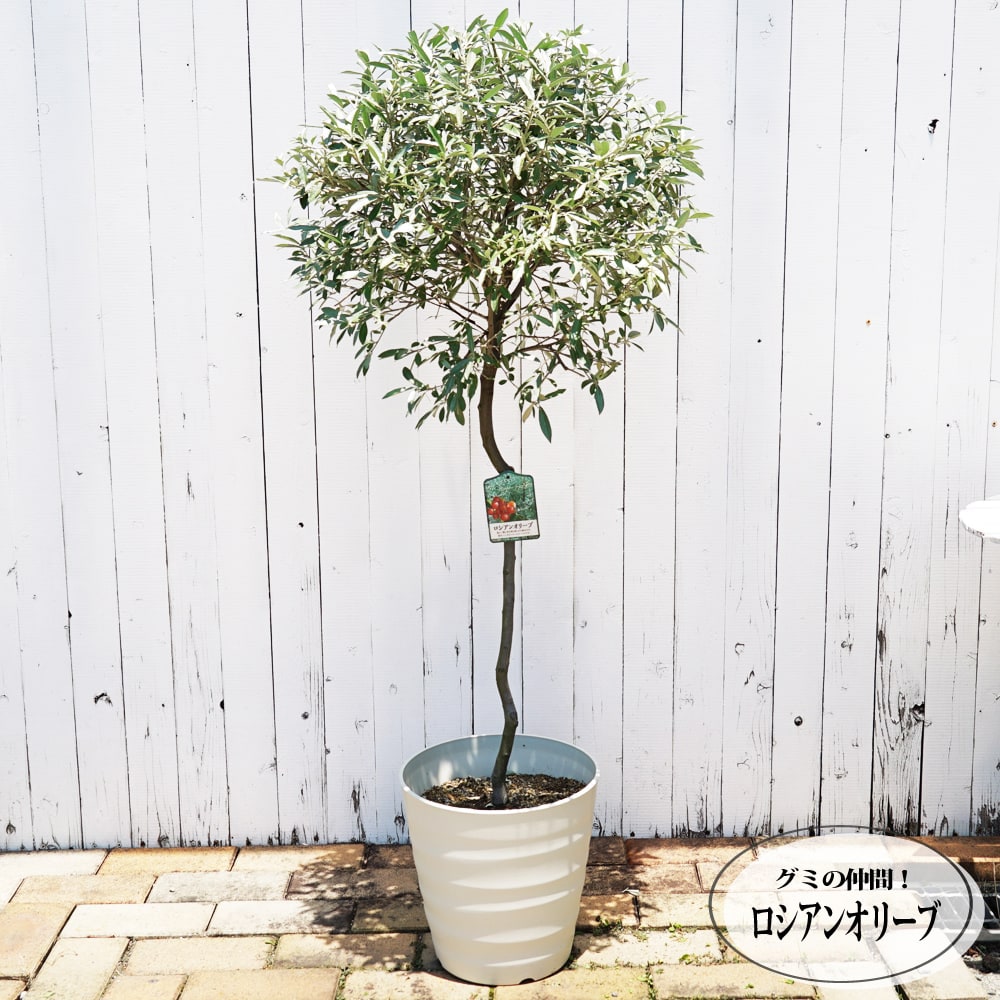  ロシアンオリーブ 1
