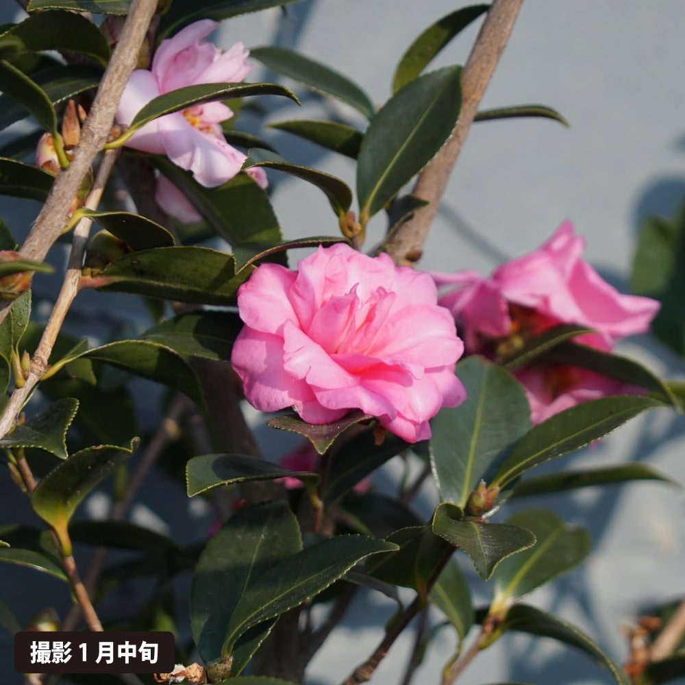 サザンカ 祖父江 2