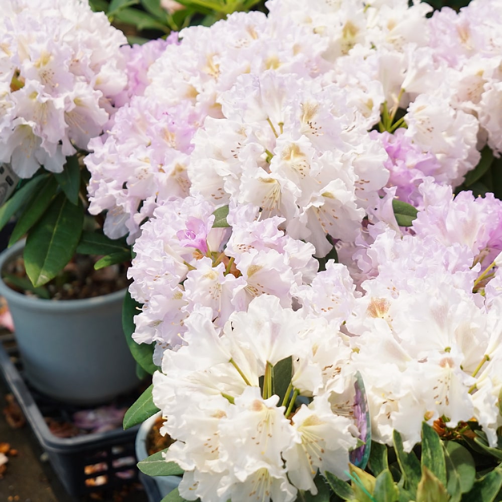 シャクナゲ 舞娘 1