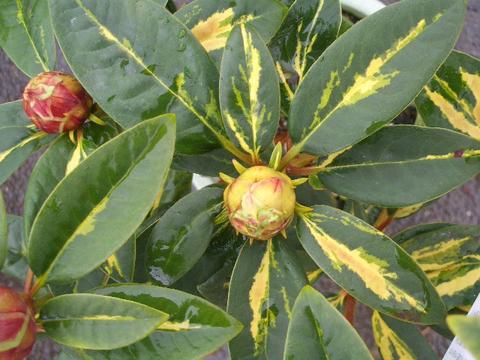 シャクナゲ シルビア 3