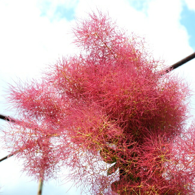   スモークツリー <br class=