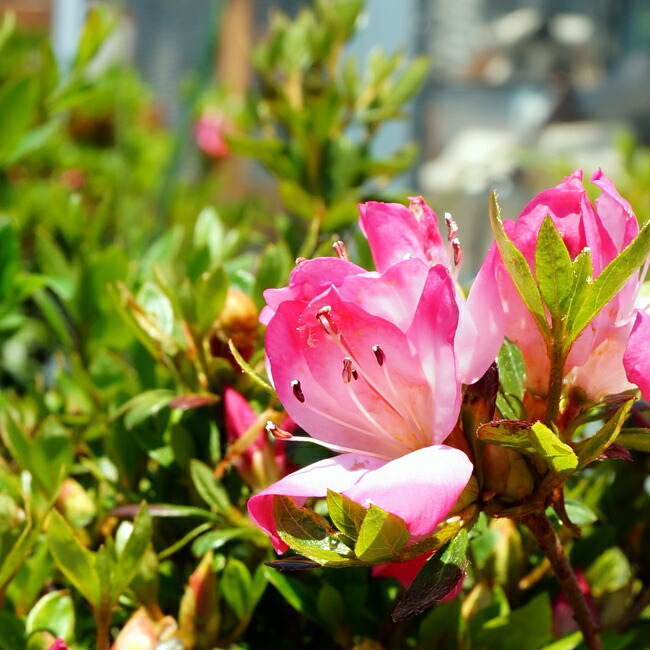 サツキ 鈴の誉 1