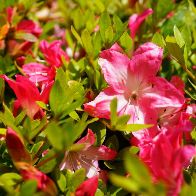 サツキ 鈴の誉 5