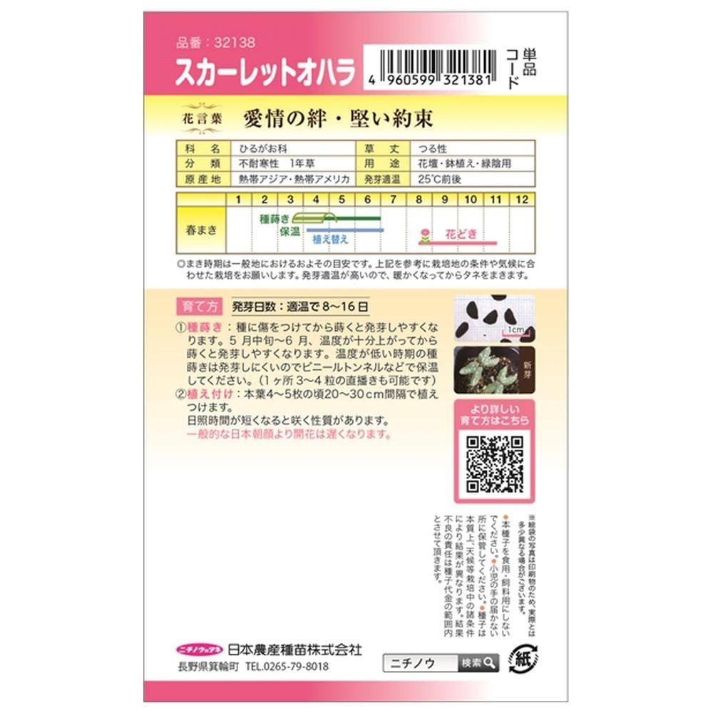 西洋朝顔 スカーレットオハラ 1