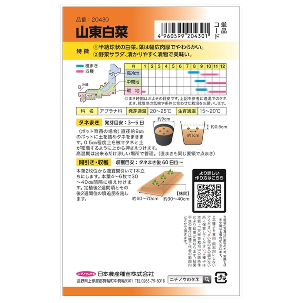 白菜 山東白菜 1