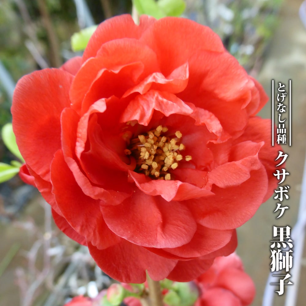 クサボケ 黒獅子 