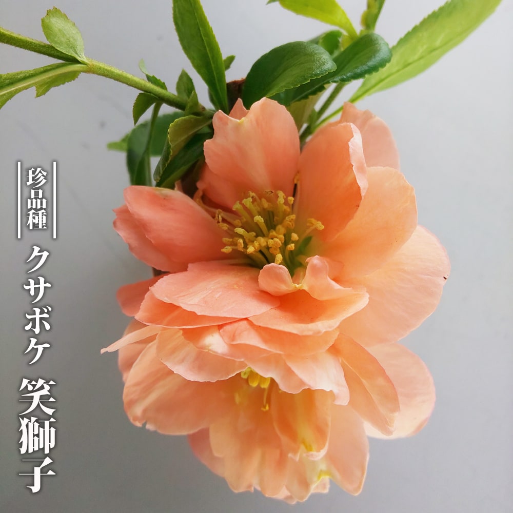 クサボケ 笑獅子