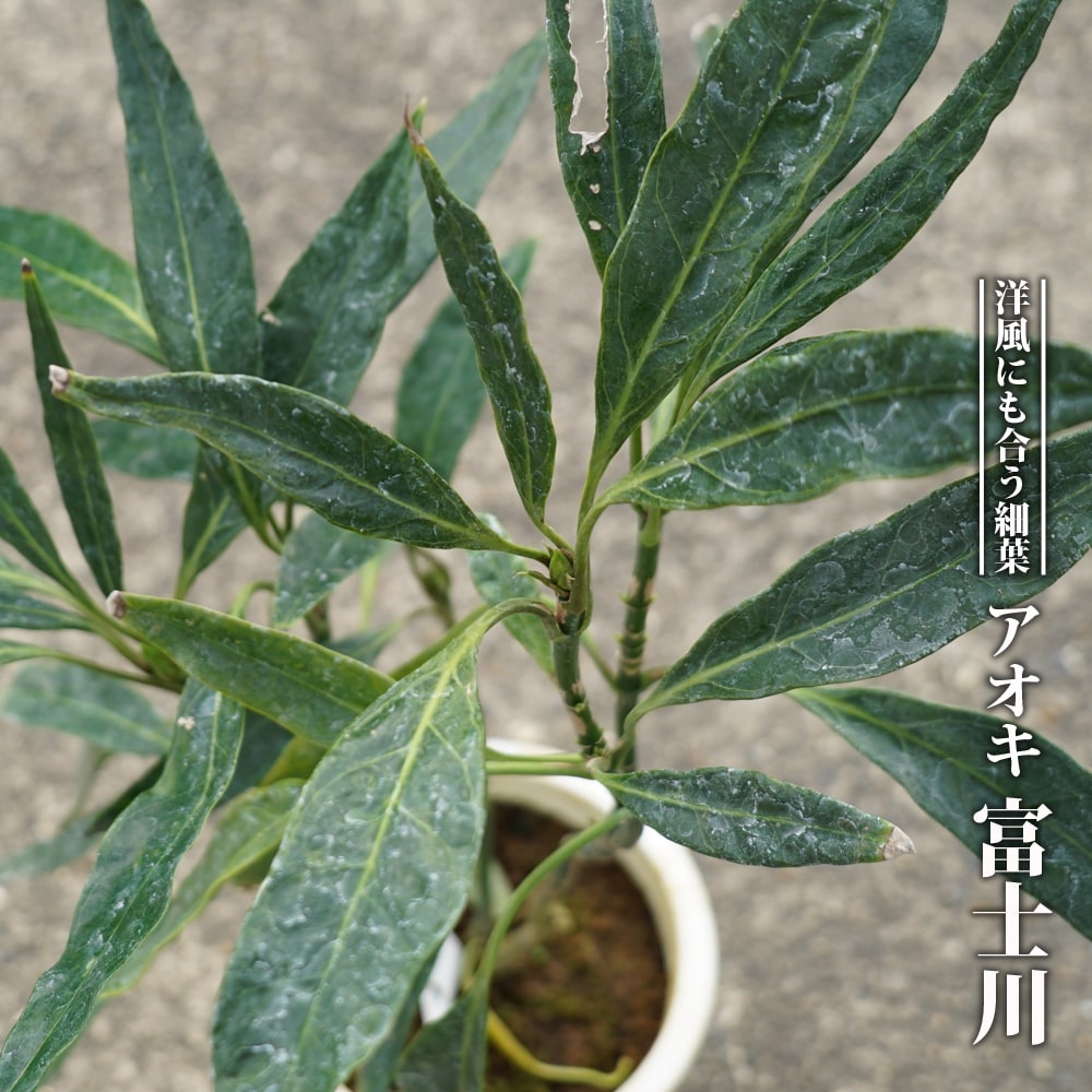 アオキ 富士川 3