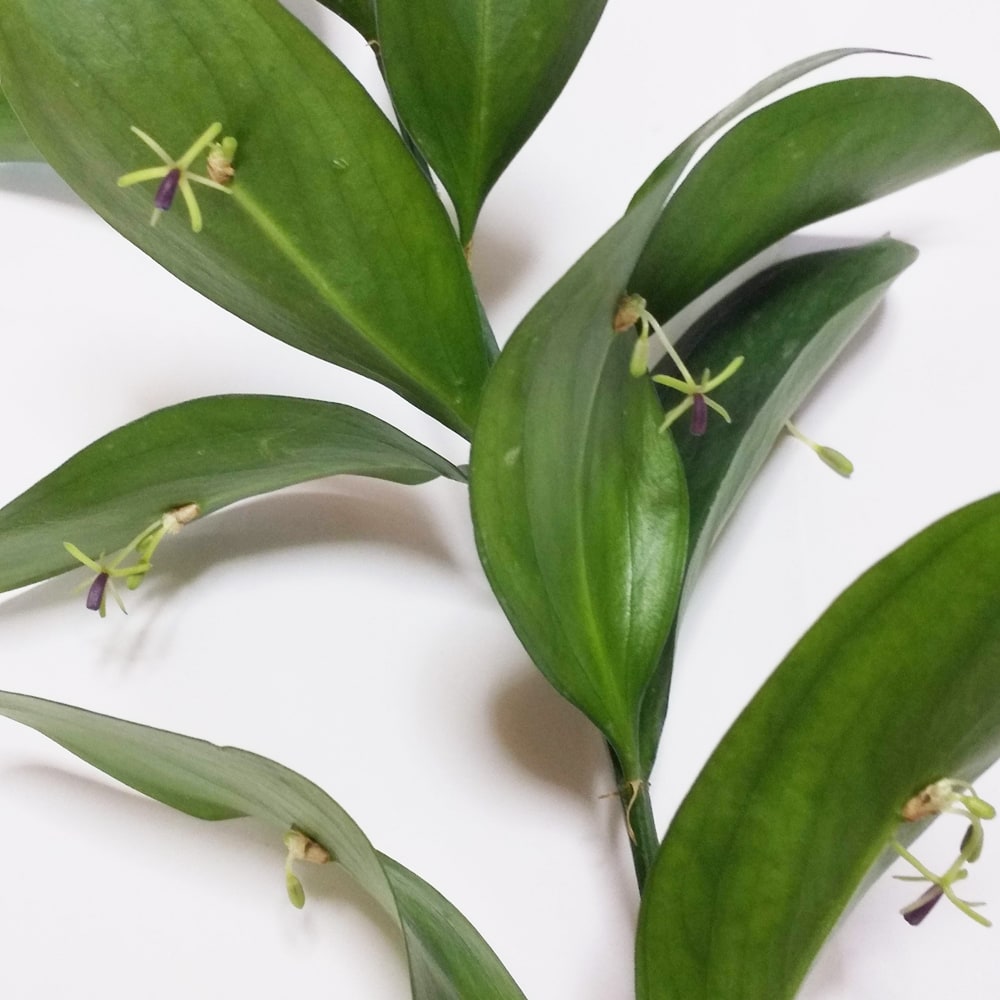 ルスカス イタリアンルスカス 1