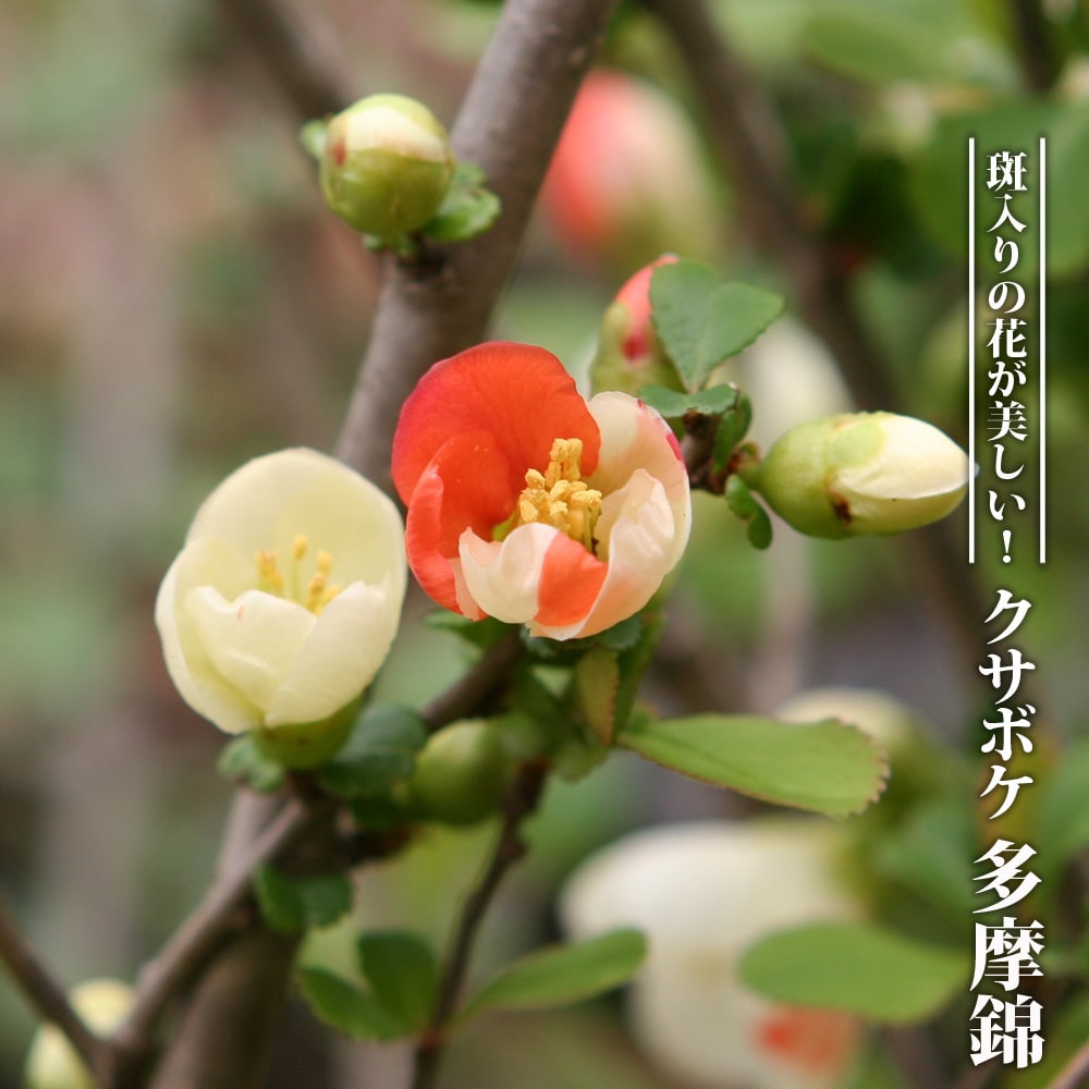 クサボケ 多摩錦 