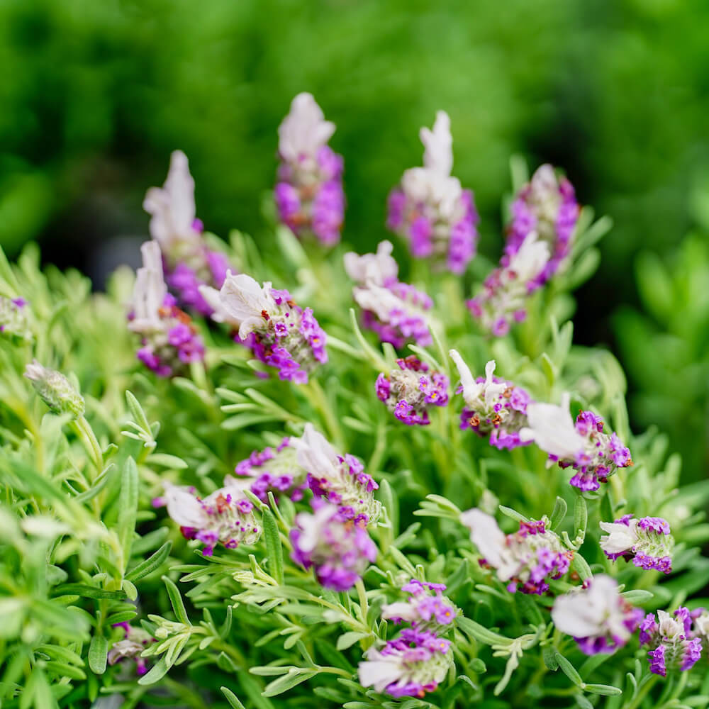 ラベンダー バンデラ ピンク 2