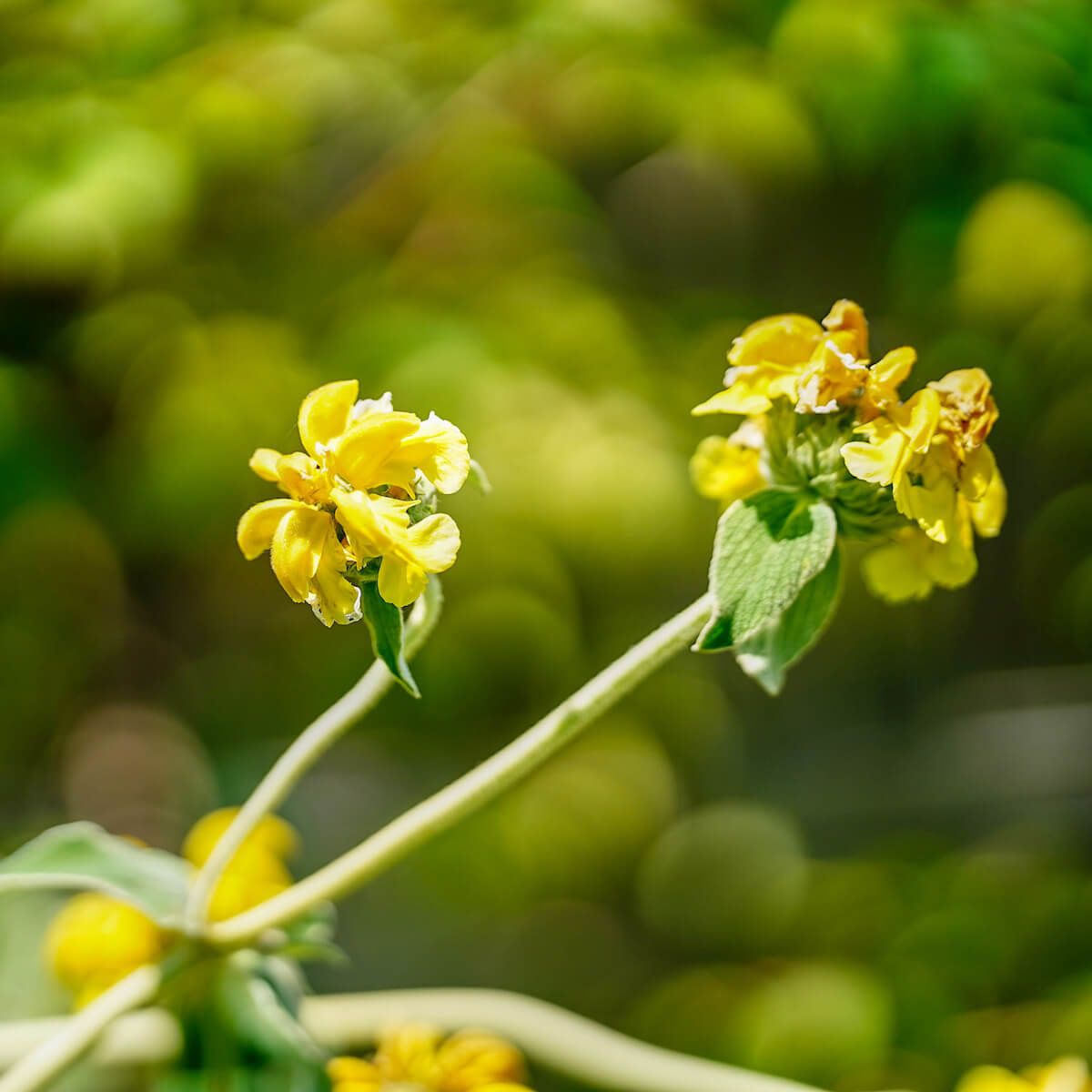 フロミス ルッセリアナ 3