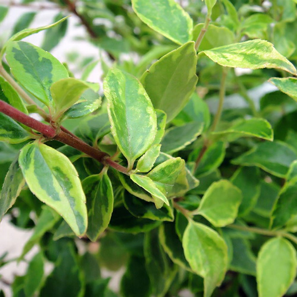 アベリア レディリバティ（レディーリバティー） 1