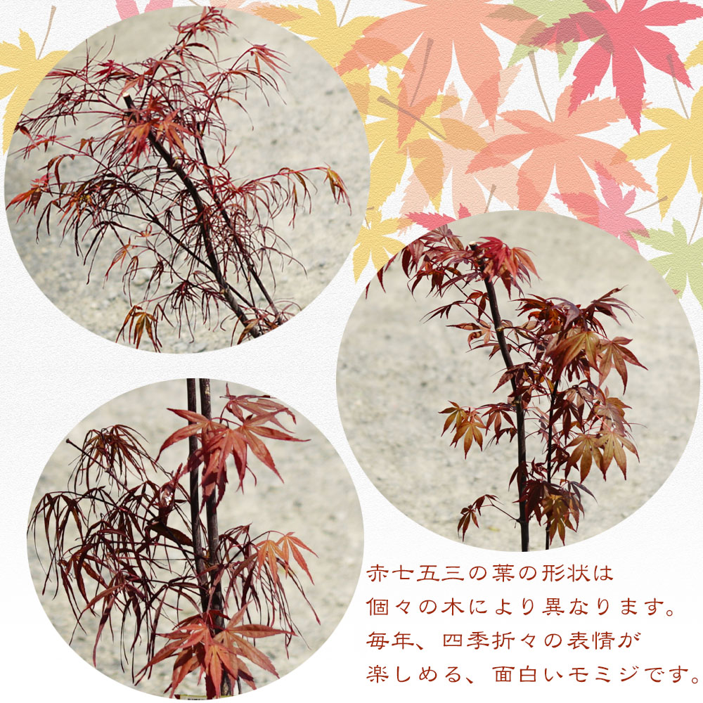 カエデ・もみじ 赤七五三 2
