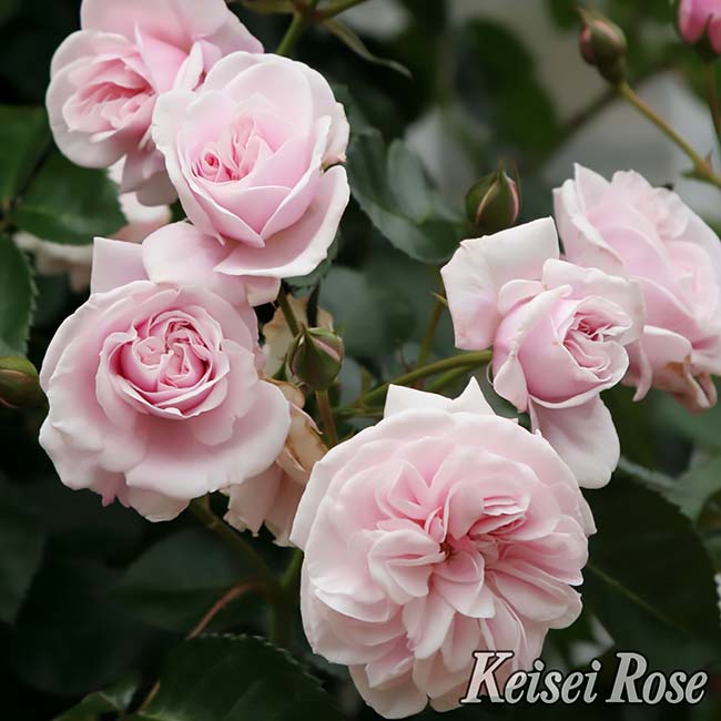 バラ エンジェルハート 3