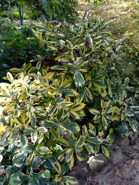 斑入りアオキ サルフレアマルギナータ