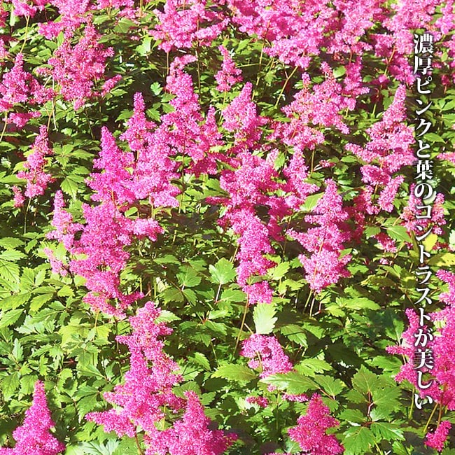 アスチルベ サンダー＆ライトニング 