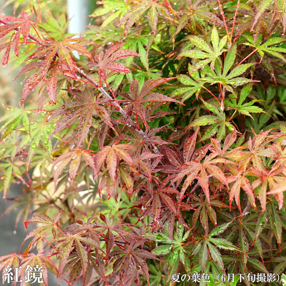 モミジ 紅鏡 4