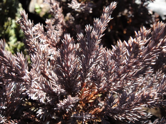 コニファー ブルーチップ 2