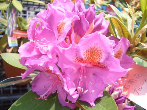 シャクナゲ ブルームーン 2