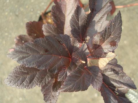 アメリカテマリシモツケ 【ディアボロ】