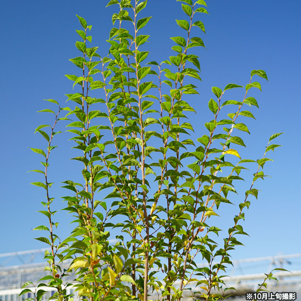 エゴノキ ホワイトアングルの秋の葉