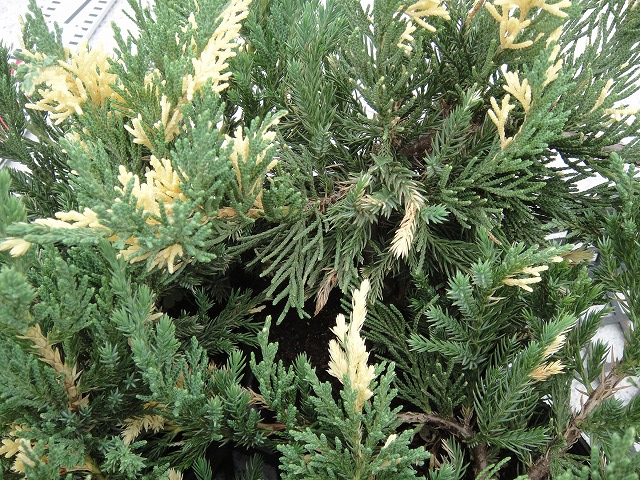 コニファー エキスパンサバリエガータ