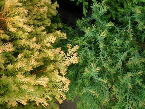 ラインゴールドとエレガンススフィア