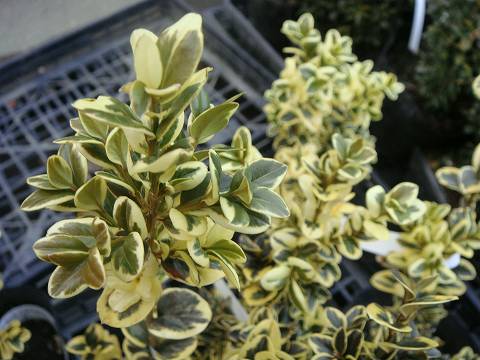 西洋ツゲ　エレガンテシマ