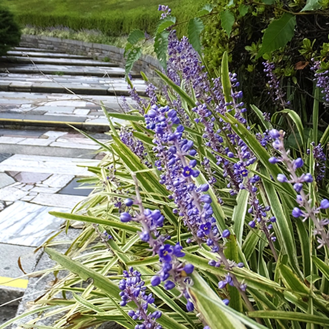 リリオペ(フイリヤブラン)