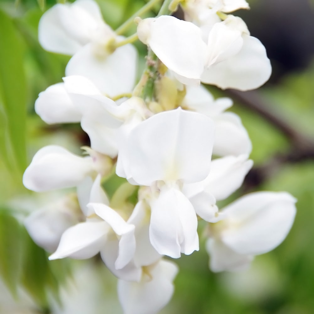 花藤 白花美短 2